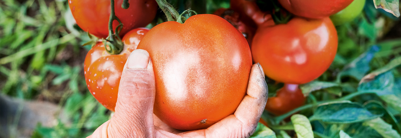 En hand som plockar tomater