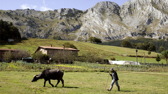En man som går bakom en ko i en bergsmiljö